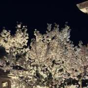 ヒメ日記 2025/04/10 17:17 投稿 ミオン(奥方) 奥様幕府