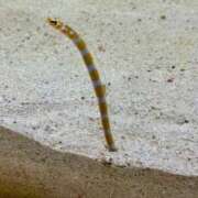 ヒメ日記 2025/12/15 19:37 投稿 ミオン(奥方) 奥様幕府