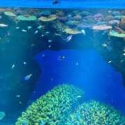 ヒメ日記 2025/12/25 19:27 投稿 ミオン(奥方) 奥様幕府