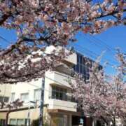 ヒメ日記 2025/02/23 09:31 投稿 まぐろ丼のヒナタ C級グル女　鶯谷店