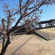 ヒメ日記 2025/02/23 09:43 投稿 まぐろ丼のヒナタ C級グル女　鶯谷店