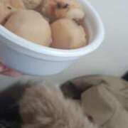 ヒメ日記 2025/04/07 12:47 投稿 まぐろ丼のヒナタ C級グル女　鶯谷店