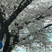 ヒメ日記 2025/04/10 10:22 投稿 はるひ 熟女の風俗最終章 新宿店