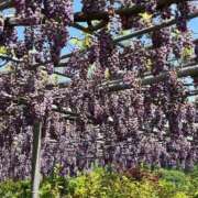 ヒメ日記 2025/04/24 07:42 投稿 はるひ 熟女の風俗最終章 新宿店