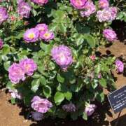 ヒメ日記 2025/04/17 09:10 投稿 はるひ 熟女の風俗最終章 池袋店