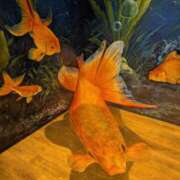 あやか あやか(⁠*⁠´⁠ω⁠｀⁠*⁠) 梅田アバンチュール