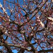 ヒメ日記 2025/02/25 15:59 投稿 えれな ぽっちゃりデリヘル倶楽部