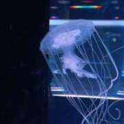 えれな すみません！！！！ ぽっちゃりデリヘル倶楽部