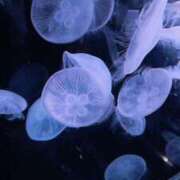 ヒメ日記 2025/12/20 15:29 投稿 えれな ぽっちゃりデリヘル倶楽部