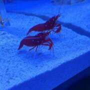 ヒメ日記 2026/01/24 17:09 投稿 えれな ぽっちゃりデリヘル倶楽部