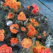 ヒメ日記 2026/02/12 22:22 投稿 えれな ぽっちゃりデリヘル倶楽部