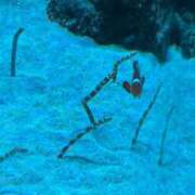 ヒメ日記 2026/03/08 13:39 投稿 えれな ぽっちゃりデリヘル倶楽部