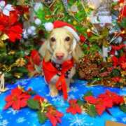 ヒメ日記 2024/12/25 12:11 投稿 真白 べに SUMIRE