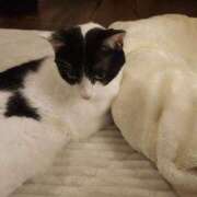 ヒメ日記 2025/02/01 18:50 投稿 真白 べに SUMIRE