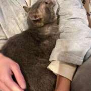 ヒメ日記 2025/03/29 16:44 投稿 真白 べに SUMIRE