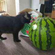 ヒメ日記 2025/08/03 13:58 投稿 真白 べに SUMIRE