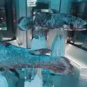 ヒメ日記 2025/12/21 11:26 投稿 真白 べに SUMIRE