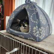 ヒメ日記 2026/01/29 13:23 投稿 真白 べに SUMIRE