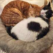 ヒメ日記 2026/02/22 08:27 投稿 真白 べに SUMIRE