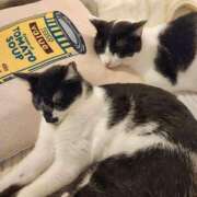 ヒメ日記 2026/03/03 08:47 投稿 真白 べに SUMIRE