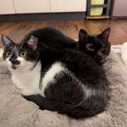 ヒメ日記 2026/03/16 09:13 投稿 真白 べに SUMIRE