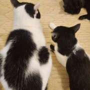 ヒメ日記 2026/04/02 09:09 投稿 真白 べに SUMIRE