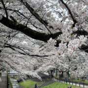 ヒメ日記 2025/03/31 12:17 投稿 ちなつ 熟女の風俗最終章 高崎店