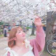 ヒメ日記 2025/04/12 14:00 投稿 さくら 京都祇園・南インターちゃんこ