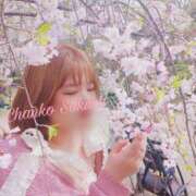 ヒメ日記 2025/04/17 18:01 投稿 さくら 京都祇園・南インターちゃんこ