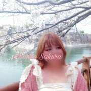 ヒメ日記 2025/04/19 12:03 投稿 さくら 京都祇園・南インターちゃんこ