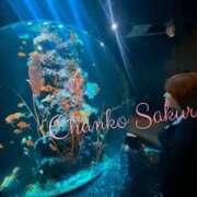 ヒメ日記 2025/06/12 23:01 投稿 さくら 京都祇園・南インターちゃんこ