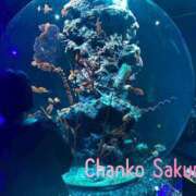 ヒメ日記 2025/08/12 07:01 投稿 さくら 京都祇園・南インターちゃんこ