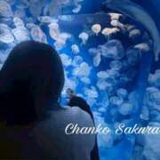 ヒメ日記 2026/02/09 07:01 投稿 さくら 京都祇園・南インターちゃんこ