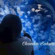 ヒメ日記 2026/02/20 07:24 投稿 さくら 京都祇園・南インターちゃんこ