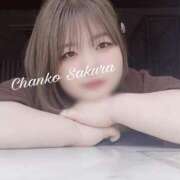 ヒメ日記 2026/03/24 07:02 投稿 さくら 京都祇園・南インターちゃんこ