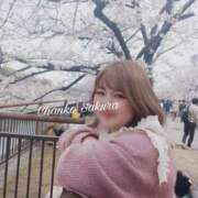 ヒメ日記 2026/04/03 12:04 投稿 さくら 京都祇園・南インターちゃんこ