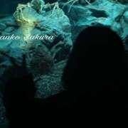 ヒメ日記 2026/04/04 12:04 投稿 さくら 京都祇園・南インターちゃんこ