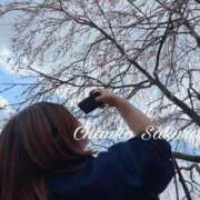 ヒメ日記 2026/04/05 07:02 投稿 さくら 京都祇園・南インターちゃんこ