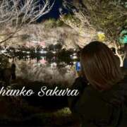 ヒメ日記 2026/04/05 12:06 投稿 さくら 京都祇園・南インターちゃんこ