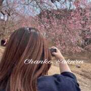 ヒメ日記 2026/04/07 12:04 投稿 さくら 京都祇園・南インターちゃんこ