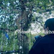 ヒメ日記 2026/04/12 17:17 投稿 さくら 京都祇園・南インターちゃんこ