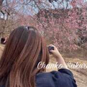 ヒメ日記 2026/04/16 19:41 投稿 さくら 京都祇園・南インターちゃんこ