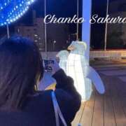 ヒメ日記 2026/04/17 12:03 投稿 さくら 京都祇園・南インターちゃんこ