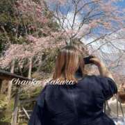 ヒメ日記 2026/04/26 13:01 投稿 さくら 京都祇園・南インターちゃんこ