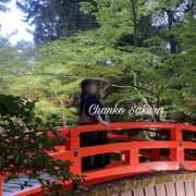 ヒメ日記 2026/06/01 07:09 投稿 さくら 京都祇園・南インターちゃんこ