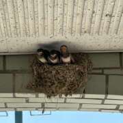 ヒメ日記 2025/07/20 11:08 投稿 井上 熟らぶ