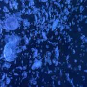 ヒメ日記 2025/08/09 10:28 投稿 井上 熟らぶ