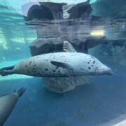 ヒメ日記 2025/08/13 12:26 投稿 井上 熟らぶ