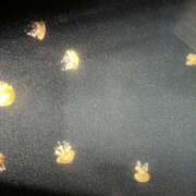 ヒメ日記 2025/08/14 13:07 投稿 井上 熟らぶ