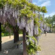 ヒメ日記 2025/06/03 17:19 投稿 藤川美嘉 お姉さんCLUB